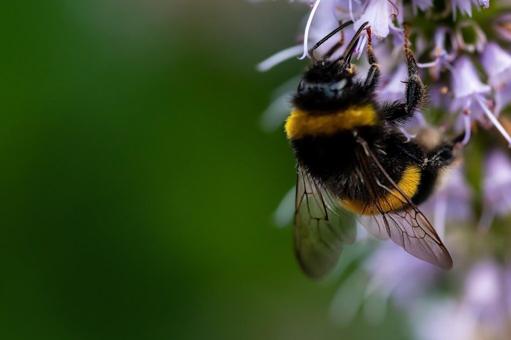 pollinator garden observation journal