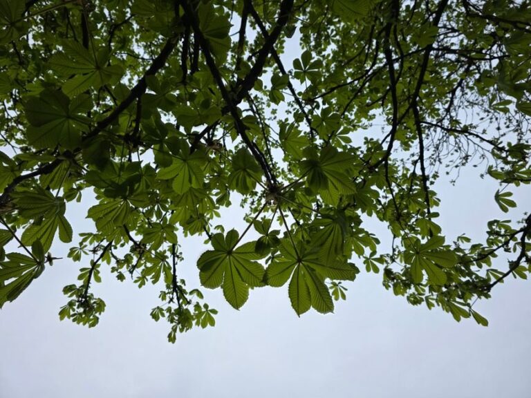 tree identification by leaves