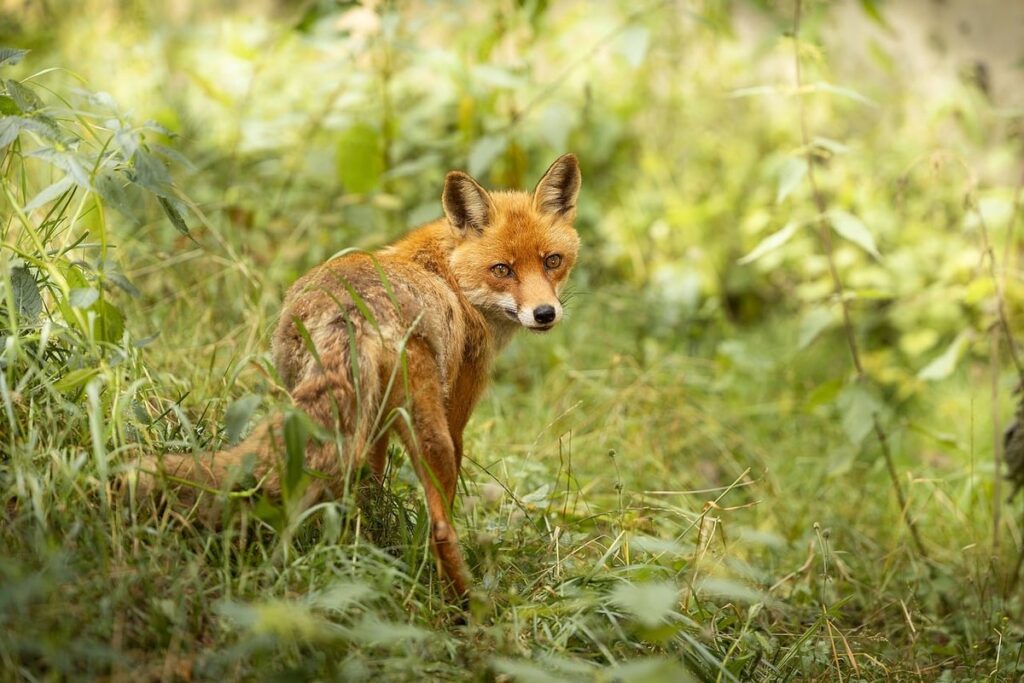 Animal ethogram