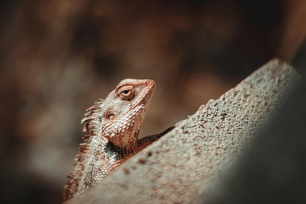 basilisk lizard species