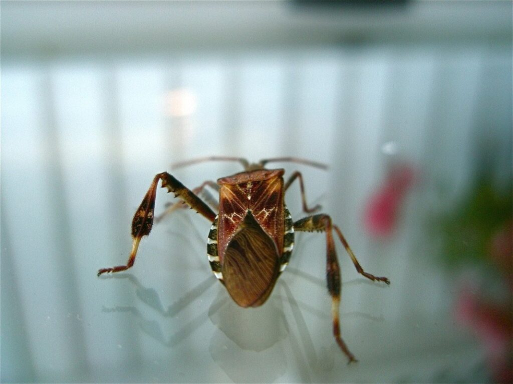 red and black bug identification