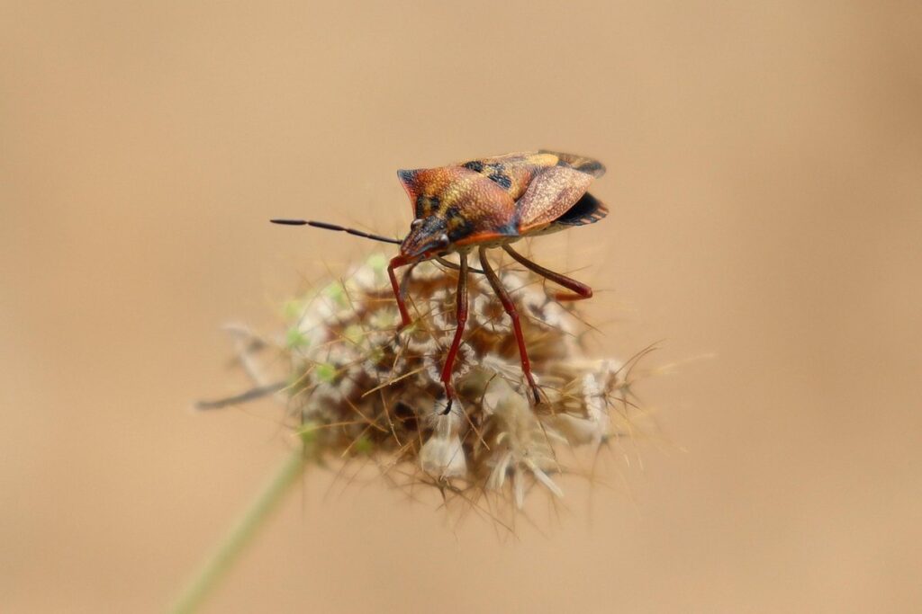 home bug identification