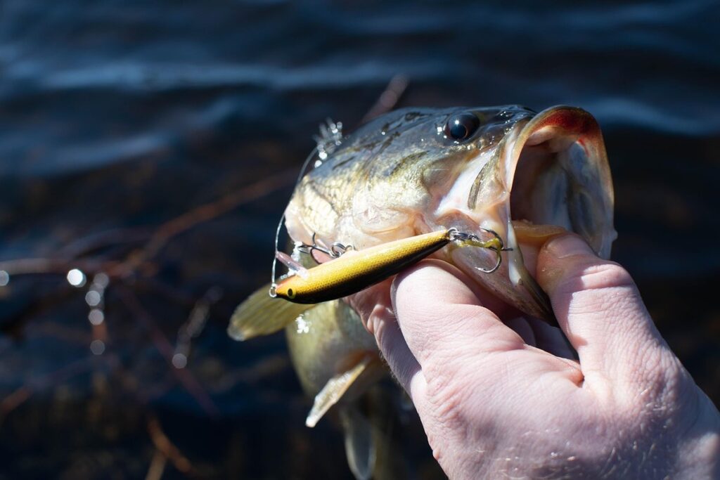 largemouth bass species
