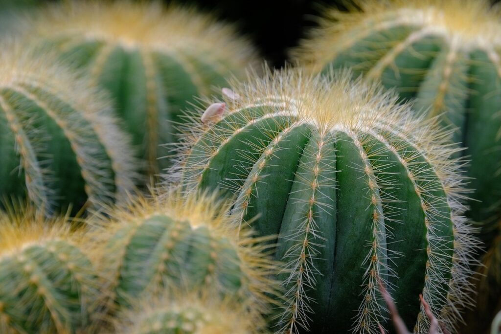 succulent identification